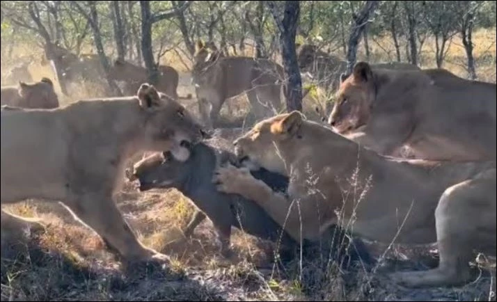 Bầy sư tử tóm gọn lợn bướu.