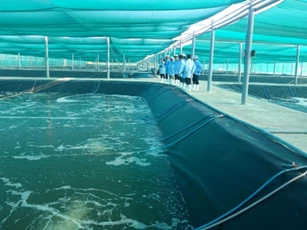 Thủy sản Đắc Lộc: Tiên phong trong giống sạch và nuôi tôm công nghệ cao
