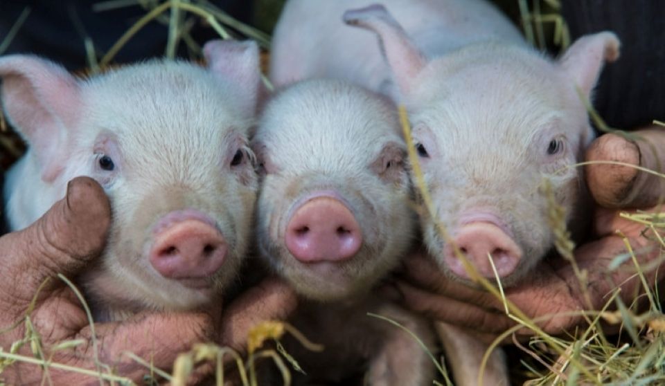 Gi&#xE1; heo h&#x1A1;i ng&#xE0;y 6/12/2025: Nh&#xED;ch nh&#x1EB9; &#x1EDF; m&#x1ED9;t s&#x1ED1; t&#x1EC9;nh th&#xE0;nh