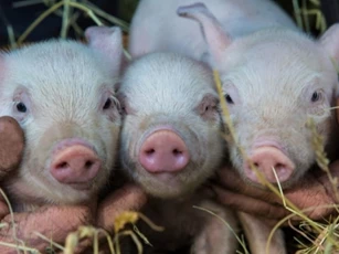 Giá heo hơi ngày 6/12/2025: Nhích nhẹ ở một số tỉnh thành