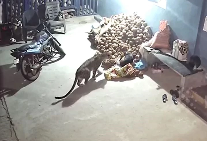 Ảnh cắt từ clip.