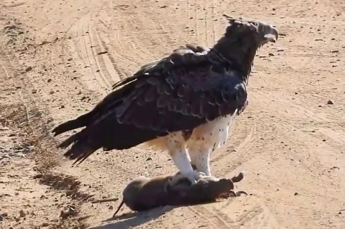 Ảnh cắt từ clip.