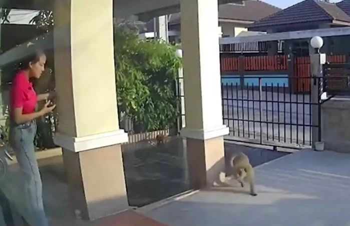 Ảnh cắt từ clip.