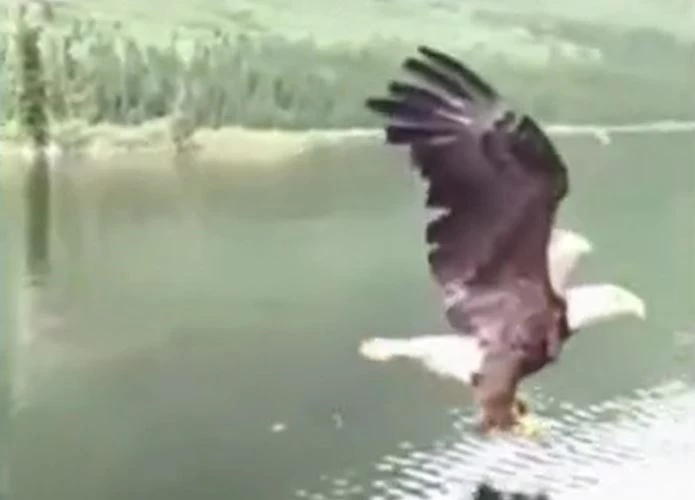 Ảnh cắt từ clip.