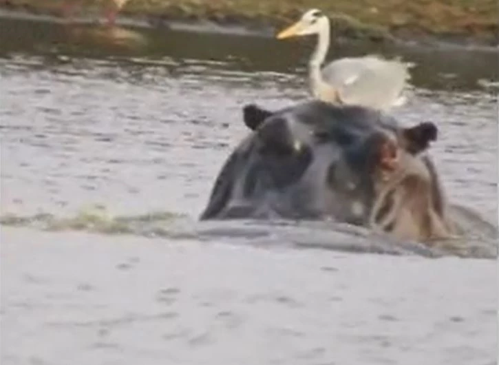 Ảnh cắt từ clip.