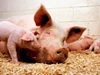 Giá heo hơi ngày 8/12/2025: Đà tăng tiếp nối ở cả ba miền