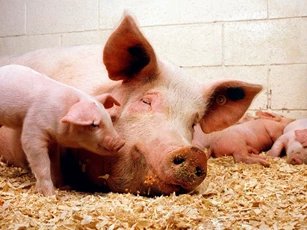 Giá heo hơi ngày 8/12/2025: Đà tăng tiếp nối ở cả ba miền