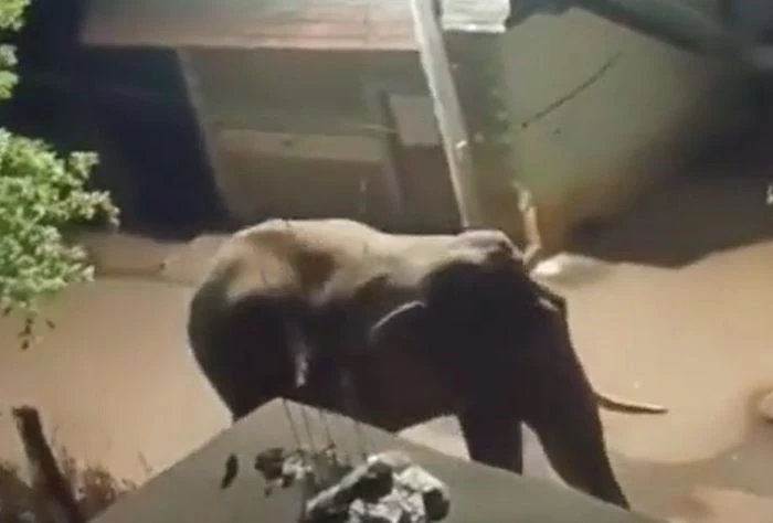 Ảnh cắt từ clip.