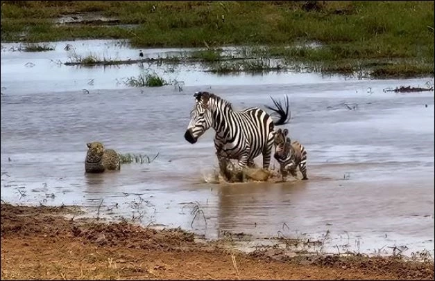 Báo hoa mai cố gắng bắt ngựa vằn con.