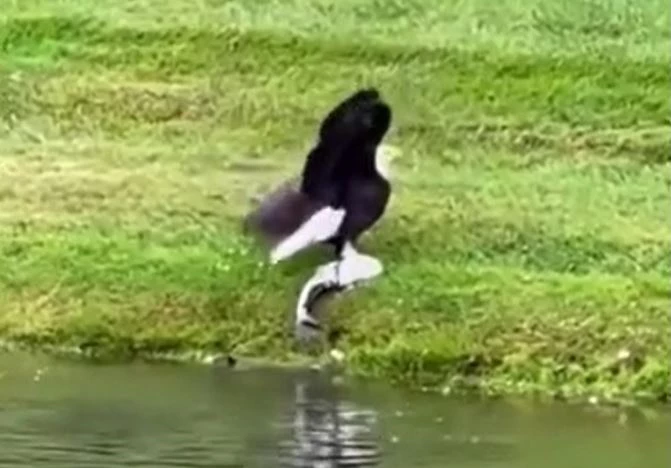 Ảnh cắt từ clip.