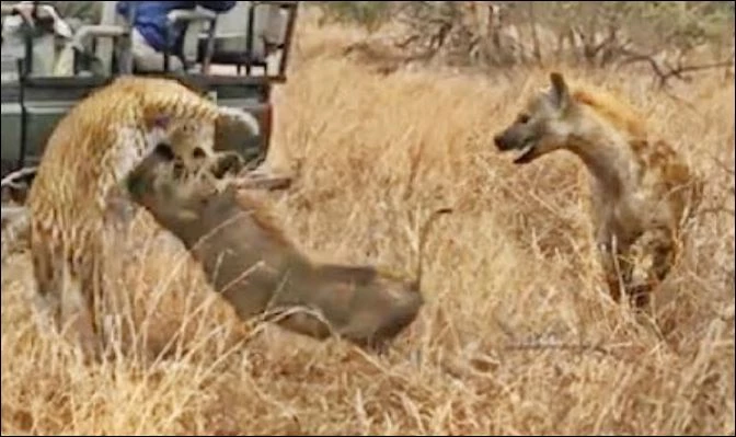 Lợn bướu phản đòn trước khi tháo chạy.