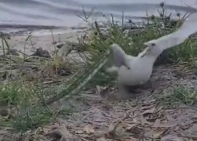 Ảnh cắt từ clip.