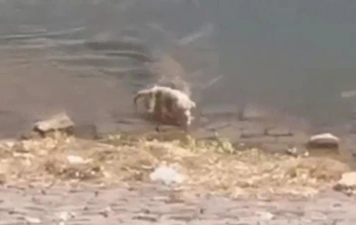 Ảnh cắt từ clip.