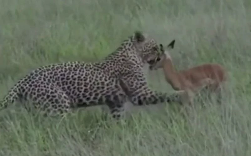 Ảnh cắt từ clip.