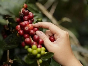 Giá nông sản ngày 9/12/2025: Cà phê và hồ tiêu đồng loạt tăng trở lại