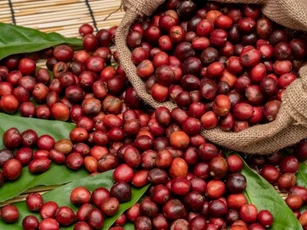 Giá nông sản ngày 10/12/2025: Cà phê giảm sâu, hồ tiêu biến động trái chiều