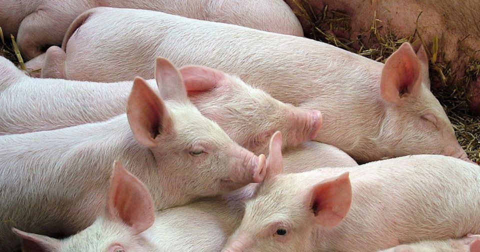 Gi&#xE1; heo h&#x1A1;i ng&#xE0;y 10/12/2025: Bi&#x1EBF;n &#x111;&#x1ED9;ng tr&#xE1;i chi&#x1EC1;u t&#x1EA1;i nhi&#x1EC1;u &#x111;&#x1ECB;a ph&#x1B0;&#x1A1;ng