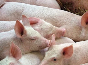 Giá heo hơi ngày 10/12/2025: Biến động trái chiều tại nhiều địa phương