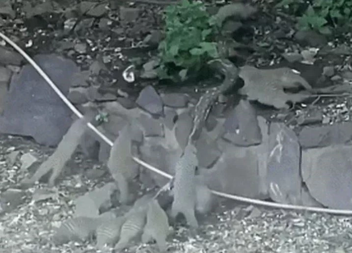 Ảnh cắt từ clip.