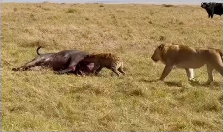 Sư tử tấn công linh cẩu.