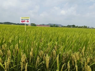 Giống lúa QP5 tạo chuyển biến trong sản xuất lúa tại nhiều địa phương