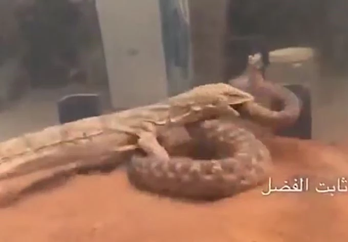 Ảnh cắt từ clip.