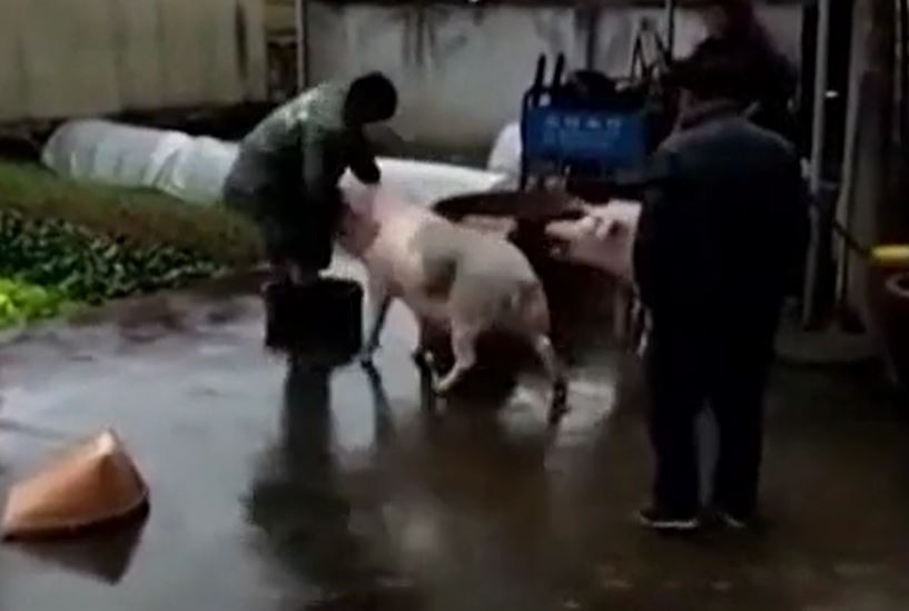 L&#x1EE3;n lao v&#xE0;o h&#xFA;c ng&#x1B0;&#x1EDD;i &#x111;&#x1EC3; gi&#x1EA3;i c&#x1EE9;u &#x111;&#x1ED3;ng lo&#x1EA1;i