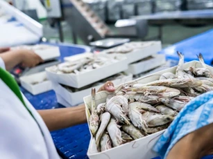 Xuất khẩu tôm sang Mỹ đối diện rủi ro 'kép'