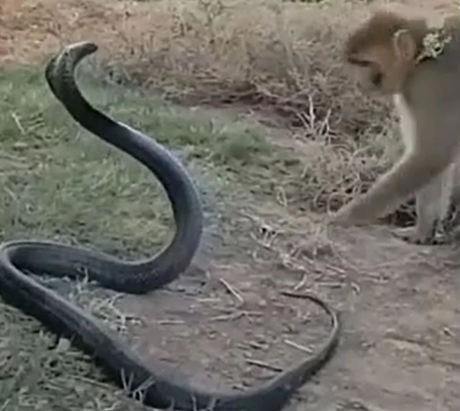 Ảnh cắt từ clip.