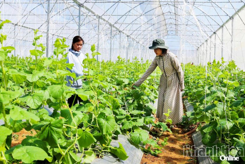 Kh&#xE1;nh H&#xF2;a xanh h&#xF3;a n&#xF4;ng nghi&#x1EC7;p &#x111;&#x1EC3; gia t&#x103;ng gi&#xE1; tr&#x1ECB; b&#x1EC1;n v&#x1EEF;ng