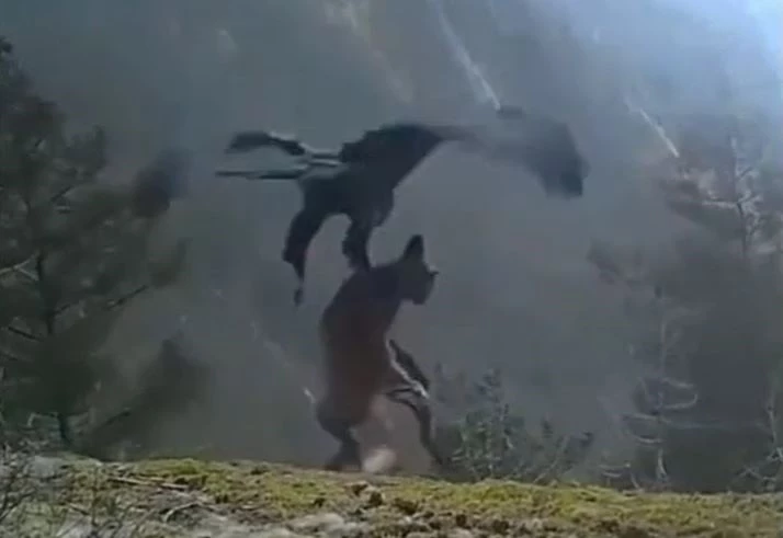 Ảnh cắt từ clip.