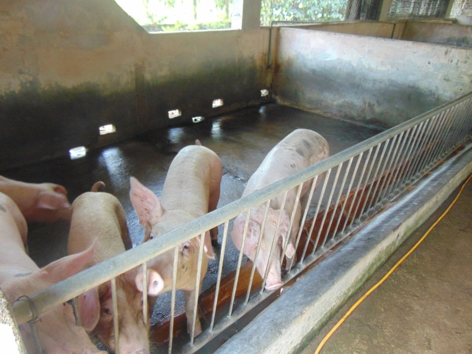 Gi&#xE1; heo h&#x1A1;i ng&#xE0;y 13/12/2025: Mi&#x1EC1;n B&#x1EAF;c v&#xE0; Trung ti&#x1EBF;p t&#x1EE5;c t&#x103;ng nh&#x1EB9;