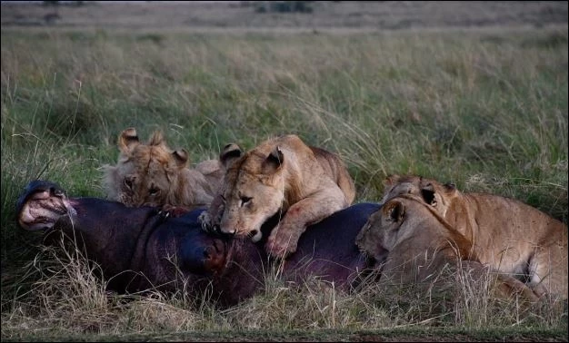 Bầy sư tử săn hà mã.