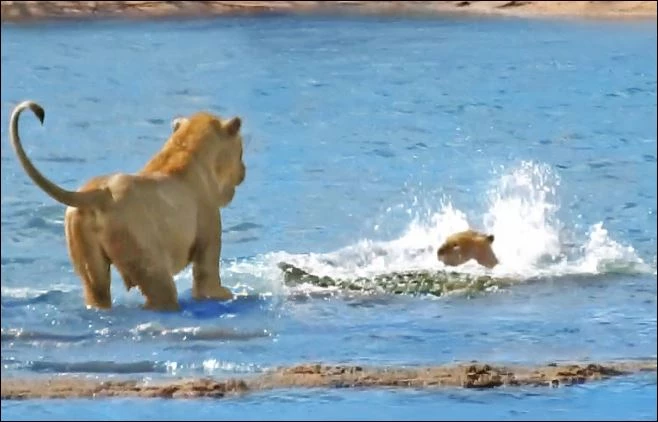 Cá sấu tấn công sư tử con.