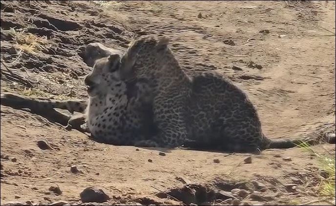 Báo săn tử nạn khi bị báo hoa mai cắn trúng cổ.