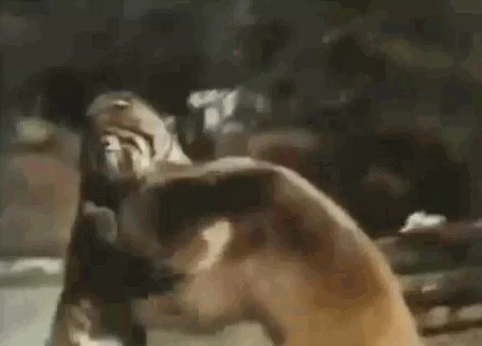 Ảnh cắt từ clip.