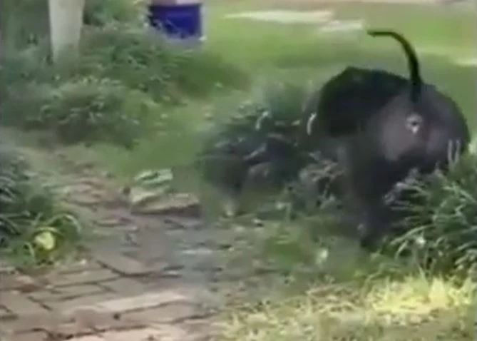 Ảnh cắt từ clip.