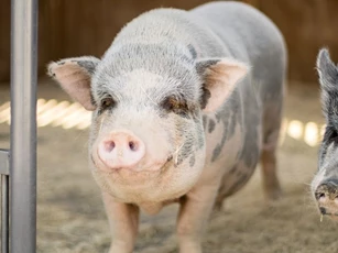 Giá heo hơi ngày 14/12/2025: Ổn định trên cả ba miền