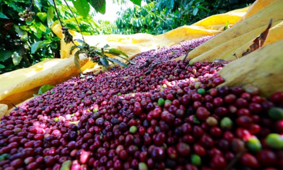 Giá nông sản ngày 14/12/2025: Cà phê lao dốc mạnh, hồ tiêu giảm nhẹ