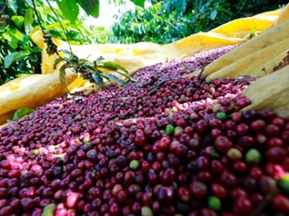 Giá nông sản ngày 14/12/2025: Cà phê lao dốc mạnh, hồ tiêu giảm nhẹ