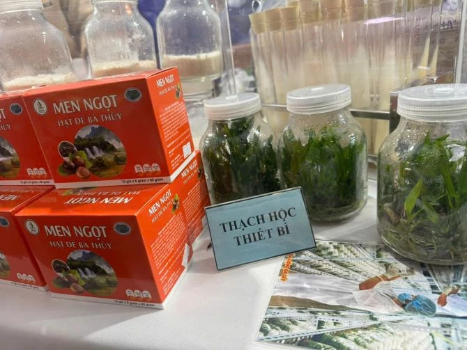 ... Men ngọt hay bảo tồn và nhân giống cây thạch hộc thiết bì để cầm máu. ... Men ngọt hay bảo tồn và nhân giống cây thạch hộc thiết bì để cầm máu.