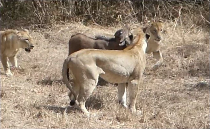 Sư tử bắt trâu rừng con.