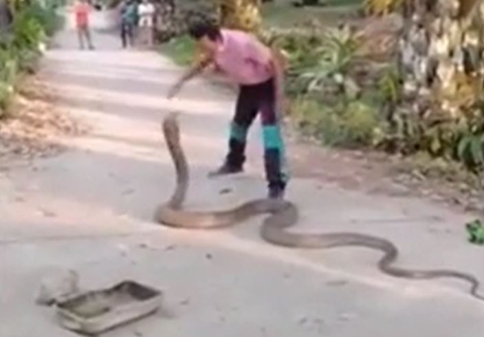 Người đàn ông tay không tóm gọn rắn hổ mang chúa 10kg