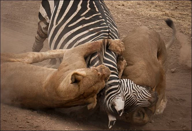 Sư tử hạ sát ngựa vằn.