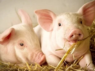 Giá heo hơi ngày 16/12/2025: Tăng mạnh trở lại trên diện rộng