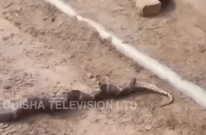 Ảnh cắt từ clip.