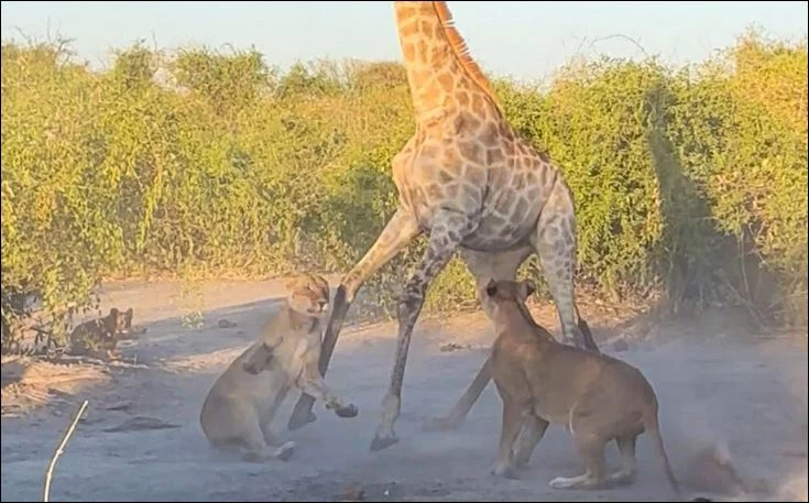Sư tử tấn công hươu cao cổ.
