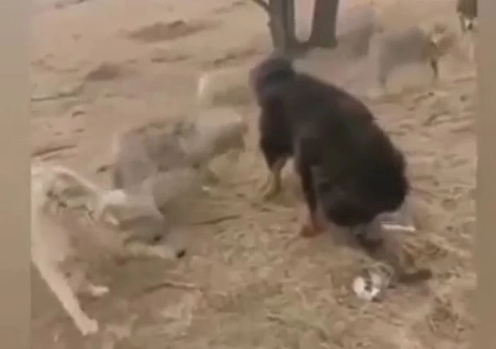 Ảnh cắt từ clip.