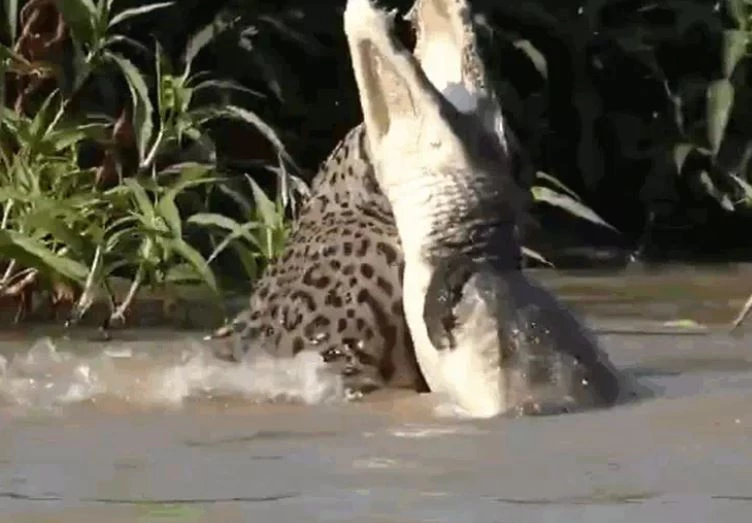 Ảnh cắt từ clip.