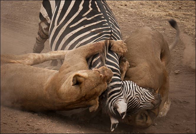 Đang nằm ngủ, sư tử được ngựa vằn ‘dâng bữa ăn’ tới tận miệng